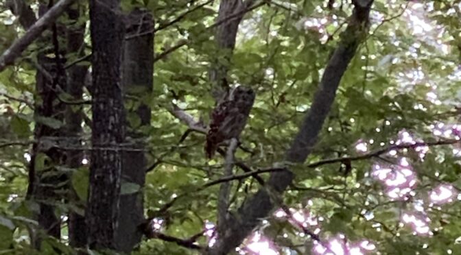 Barred owl in a tree