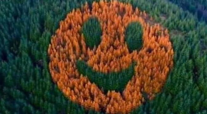 Image of a smiley face, formed by trees