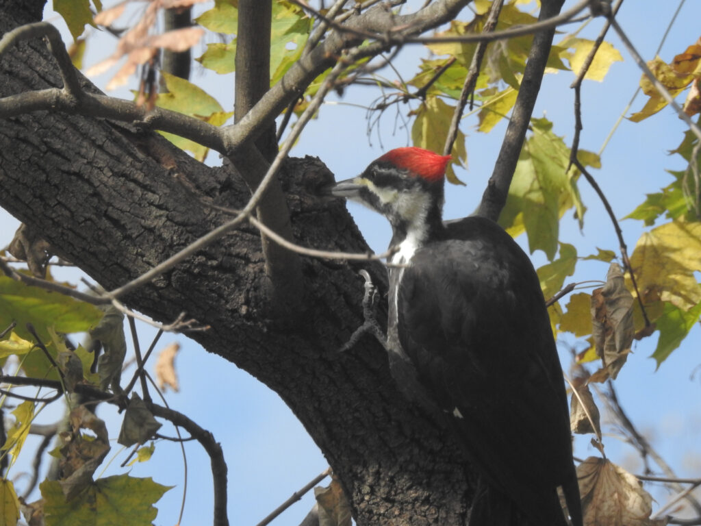 Female pileated woodpecker with its beak inserted in a knot in a branch.