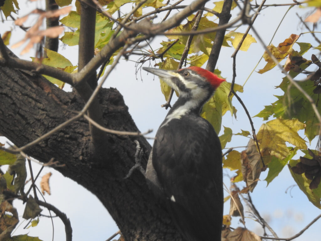 Female pileated woodpecker sitting in a tree.