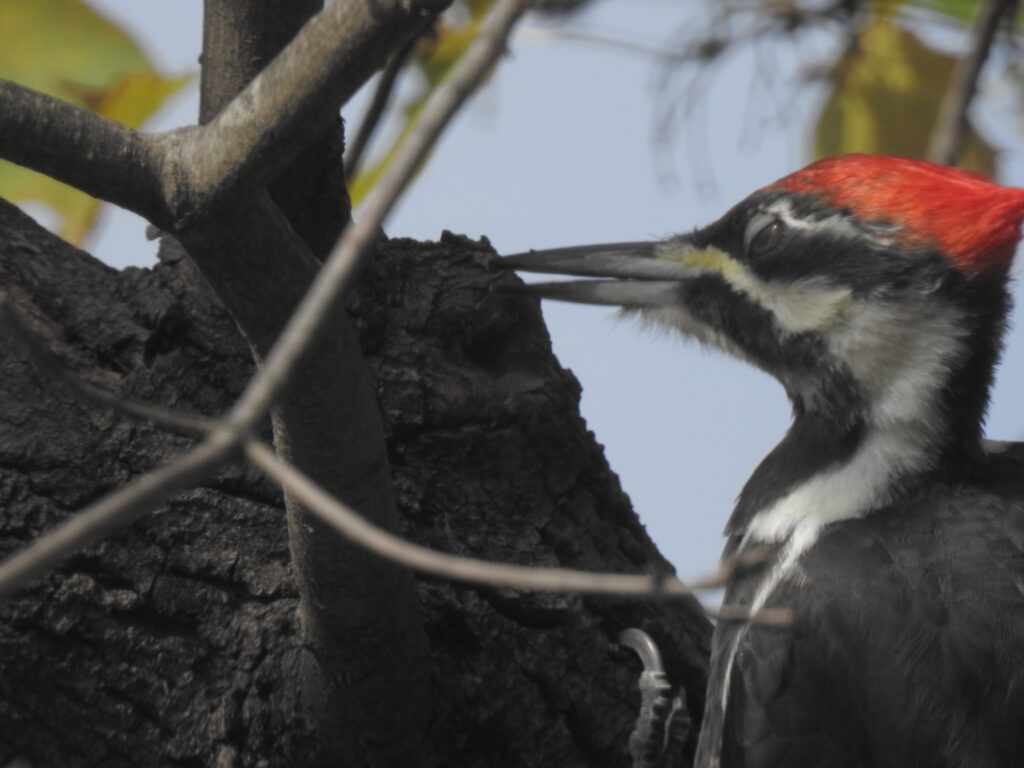 Zoomed in photo of a female pileated woodpecker in a tree.  The nictitating membrane over its eye is half-closed.